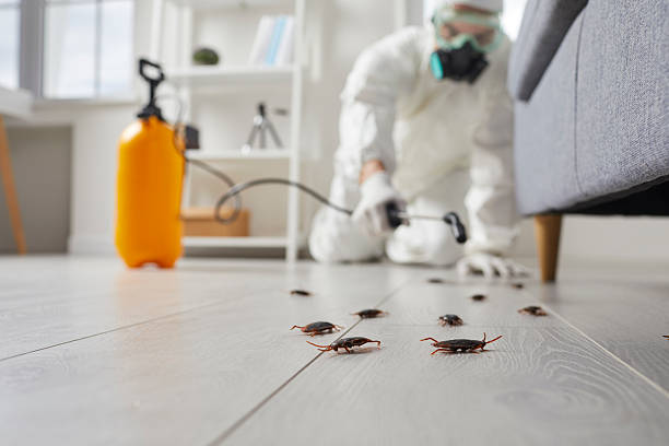 Commercial Rodent Management in Rector